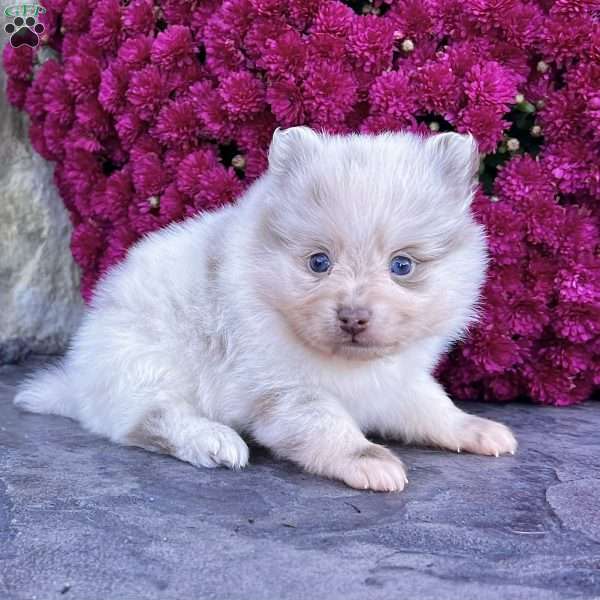 Smarty, Pomeranian Puppy
