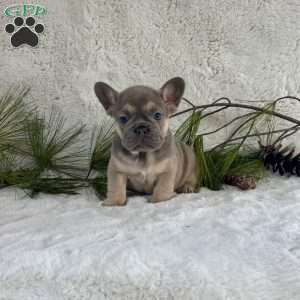 Bella, French Bulldog Puppy