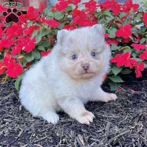 Smarty, Pomeranian Puppy