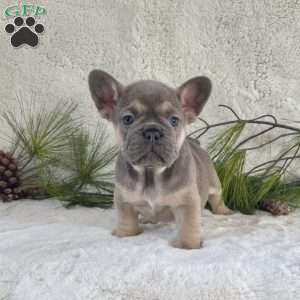 Bella, French Bulldog Puppy