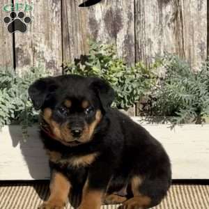 Dolly, Rottweiler Puppy
