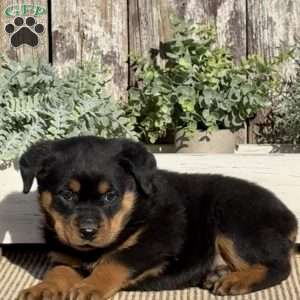 Dolly, Rottweiler Puppy