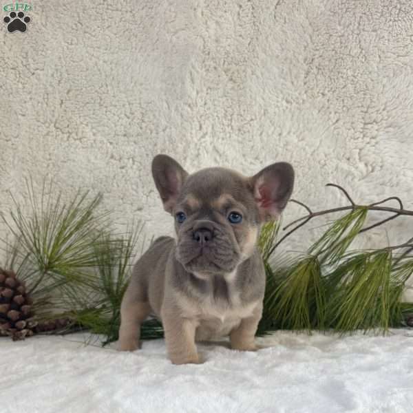 Bella, French Bulldog Puppy