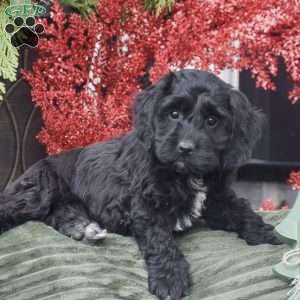 Marie, Cockapoo Puppy