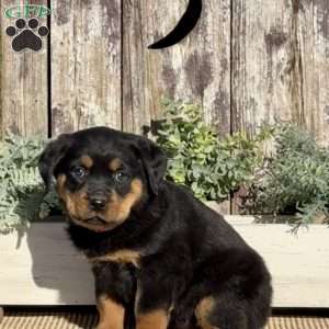 Diva, Rottweiler Puppy