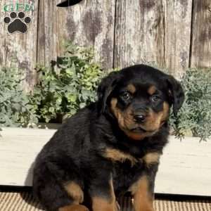 Diva, Rottweiler Puppy