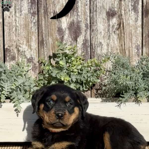 Diva, Rottweiler Puppy