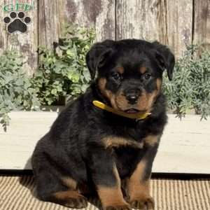 Delilah, Rottweiler Puppy
