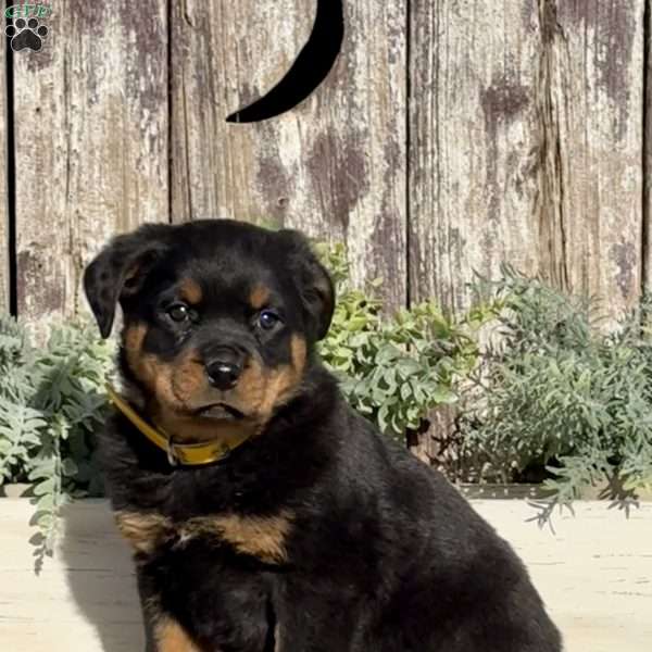Delilah, Rottweiler Puppy