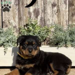 Delilah, Rottweiler Puppy