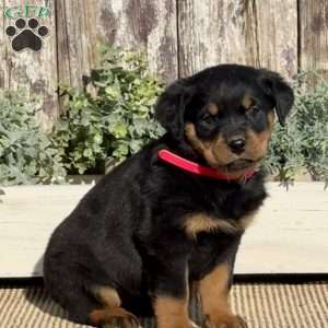 Dakota, Rottweiler Puppy