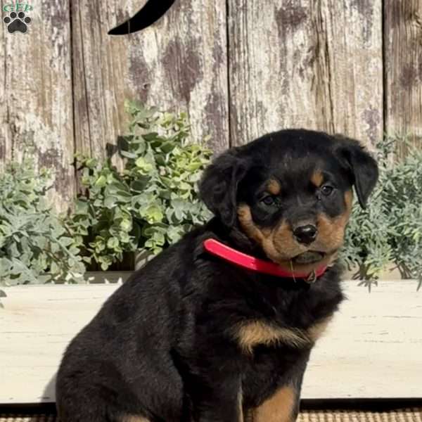 Dakota, Rottweiler Puppy