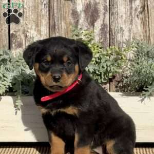 Rottweiler Puppies For Sale - Greenfield Puppies