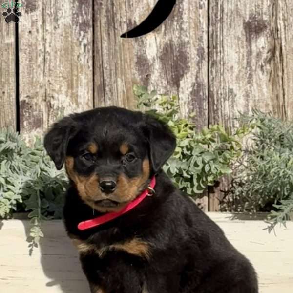 Dakota, Rottweiler Puppy