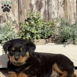 Dakota, Rottweiler Puppy