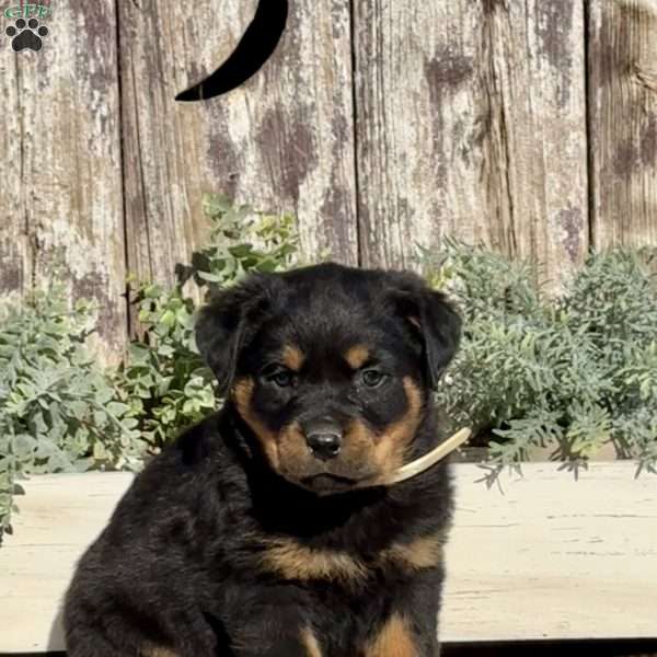 Diesel, Rottweiler Puppy