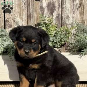 Diesel, Rottweiler Puppy