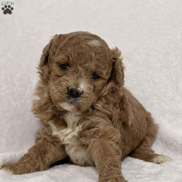 Mariam, Mini Goldendoodle Puppy