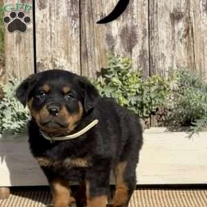 Diesel, Rottweiler Puppy