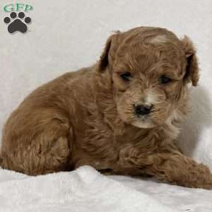 Mariam, Mini Goldendoodle Puppy