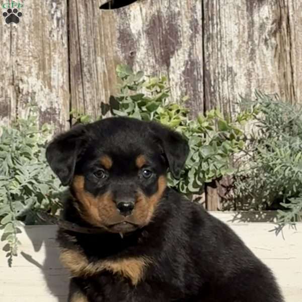 Diamond, Rottweiler Puppy