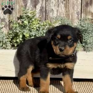 Diamond, Rottweiler Puppy