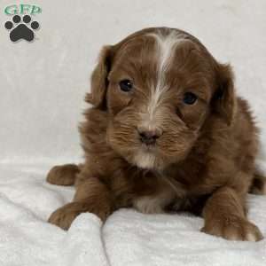 Mateo, Mini Goldendoodle Puppy