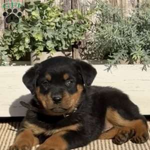 Diamond, Rottweiler Puppy