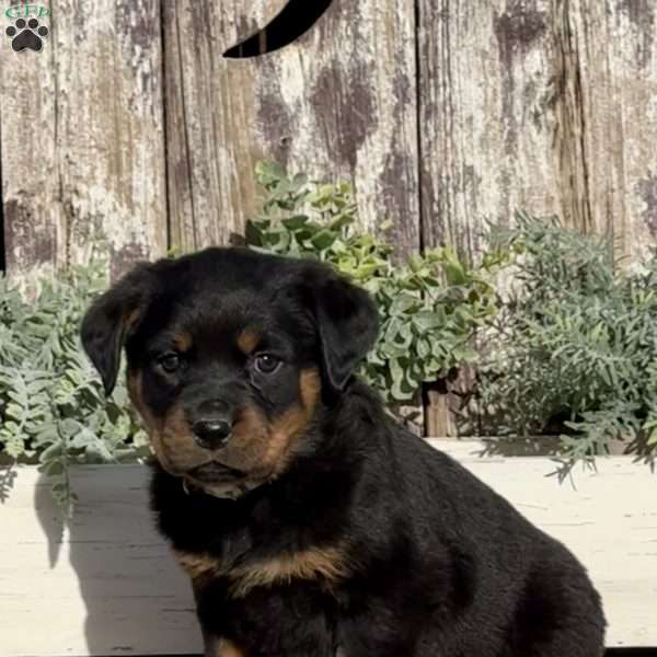 Destiny, Rottweiler Puppy