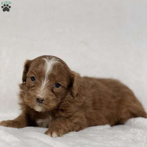 Mateo, Mini Goldendoodle Puppy
