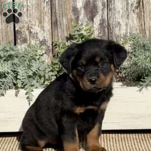 Destiny, Rottweiler Puppy