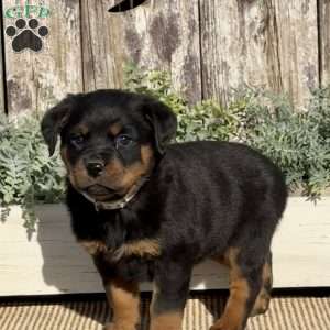 Destiny, Rottweiler Puppy