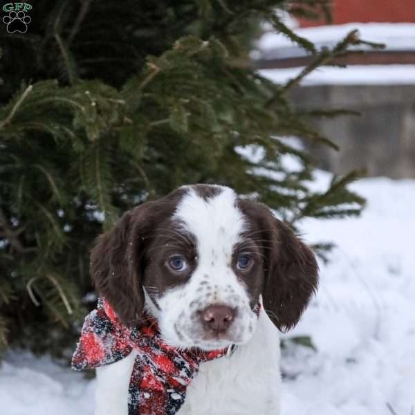 Eowyn, English Springer Spaniel Puppy