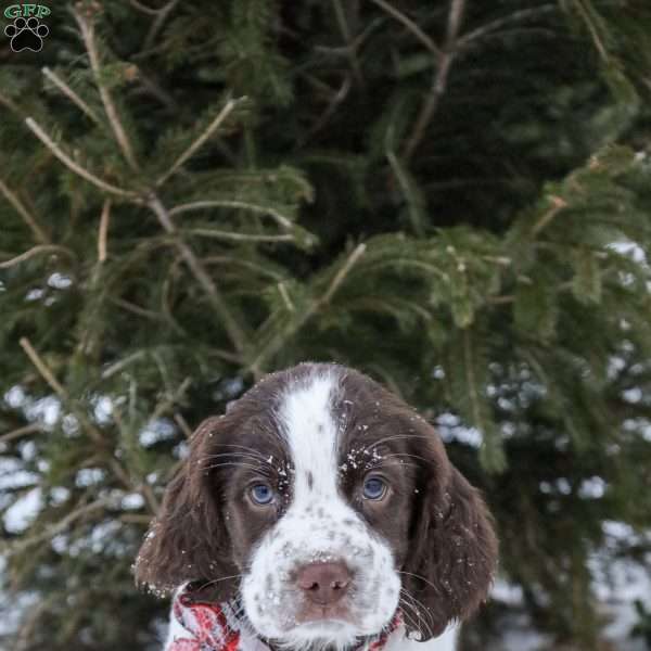 Esben, English Springer Spaniel Puppy