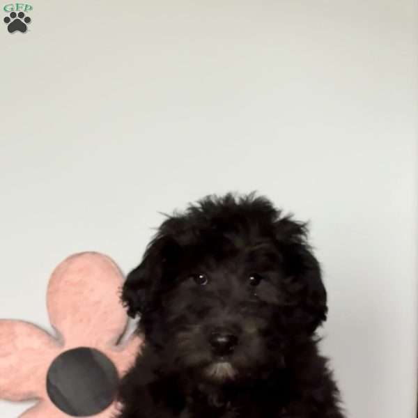 Gwen, Mini Labradoodle Puppy