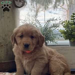 Kaya, Golden Retriever Puppy