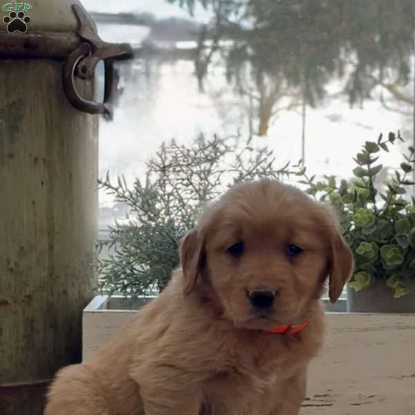 Kaya, Golden Retriever Puppy