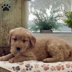 Kaya, Golden Retriever Puppy