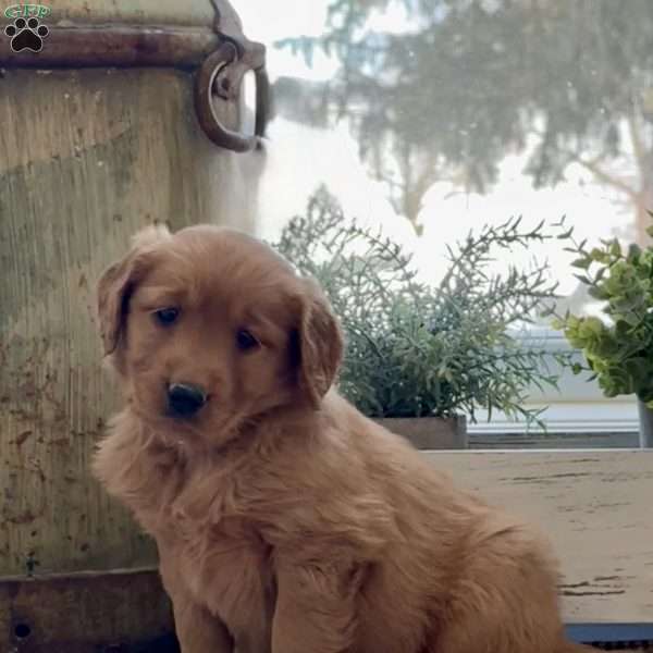 Krissy, Golden Retriever Puppy