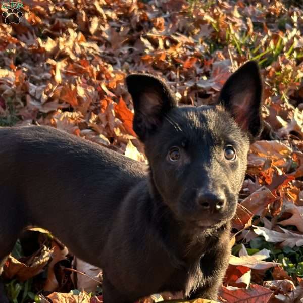 Leah, Belgian Malinois Puppy