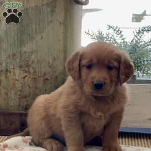 Krissy, Golden Retriever Puppy