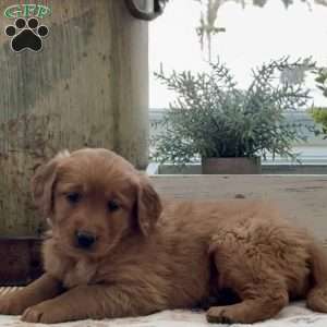 Krissy, Golden Retriever Puppy