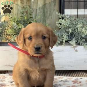 Katie, Golden Retriever Puppy