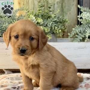 Katie, Golden Retriever Puppy