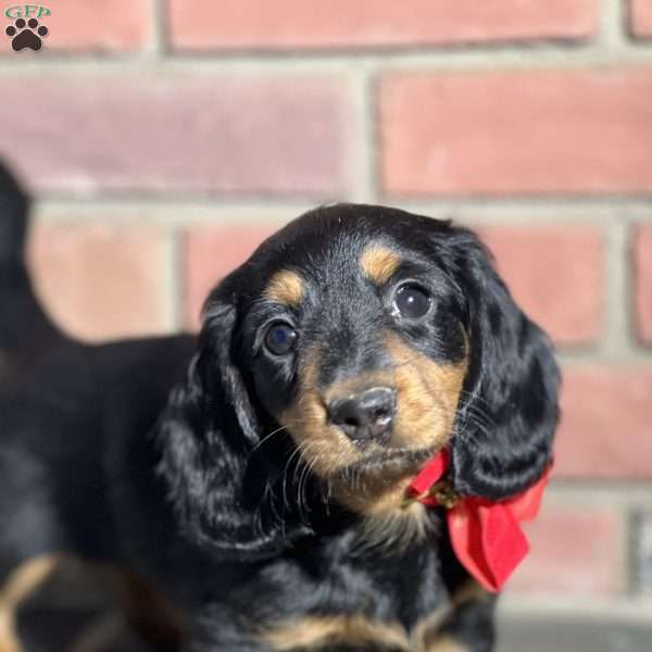 Twixie, Dachshund Puppy