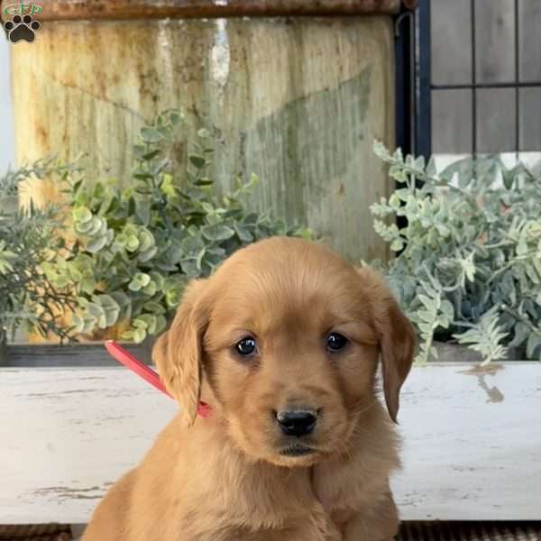 Katie, Golden Retriever Puppy