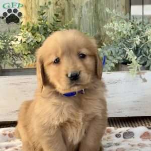 King, Golden Retriever Puppy