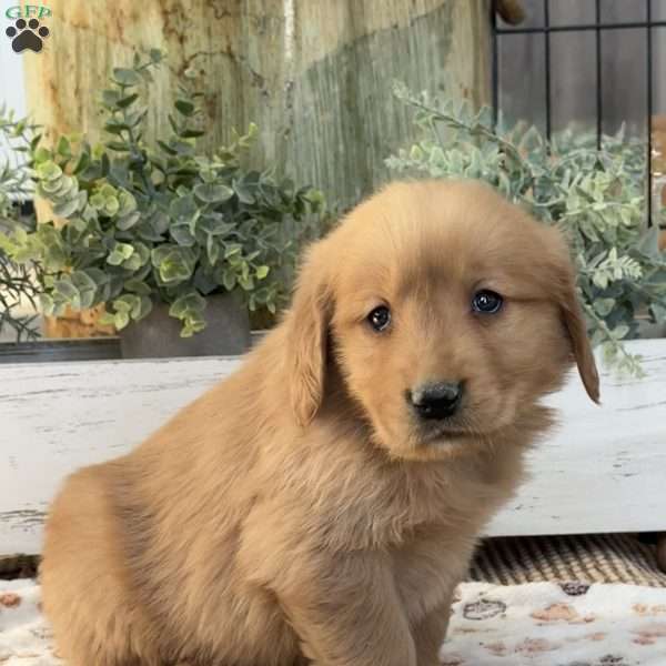 King, Golden Retriever Puppy