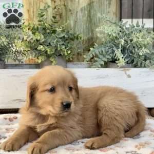 King, Golden Retriever Puppy