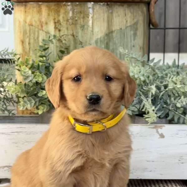 Kora, Golden Retriever Puppy